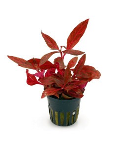 Alternanthera reineckii 'Rosanervig' en pot
