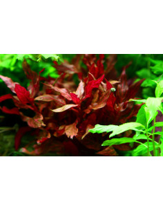 Alternanthera reineckii 'Rosanervig' en pot 2