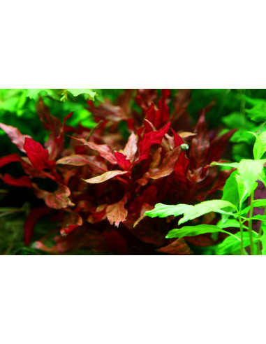 Alternanthera reineckii 'Rosanervig' en pot