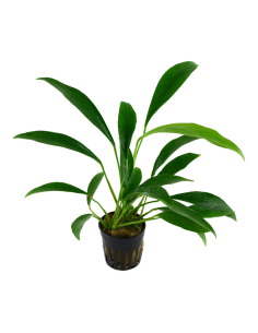 Anubias barteri var. glabra en pot