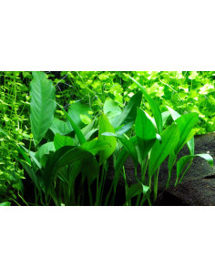 Anubias barteri var. glabra en pot 2