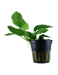 Anubias barteri var. nana en pot