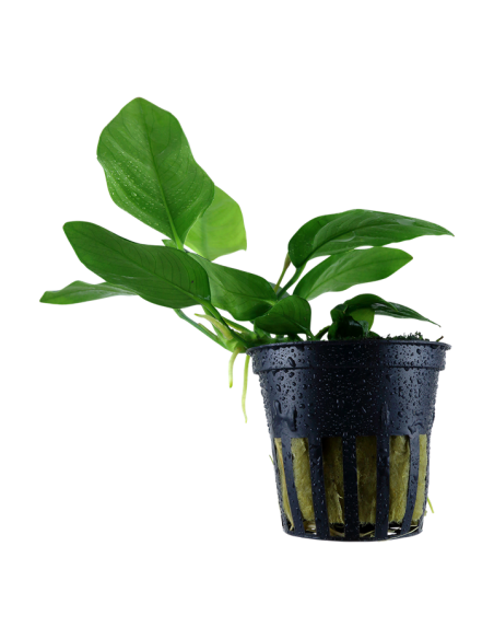 Anubias barteri var. nana en pot