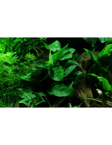 Anubias barteri var. nana en pot