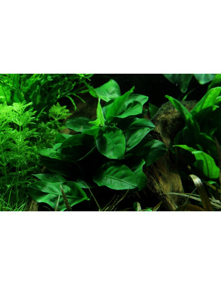 Anubias barteri var. nana en pot