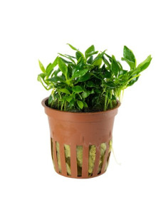 Anubias Pangolino