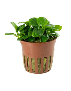 Anubias 'mini coin'