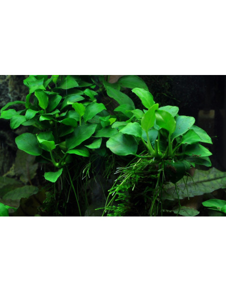 Anubias barteri 'Petite' en pot