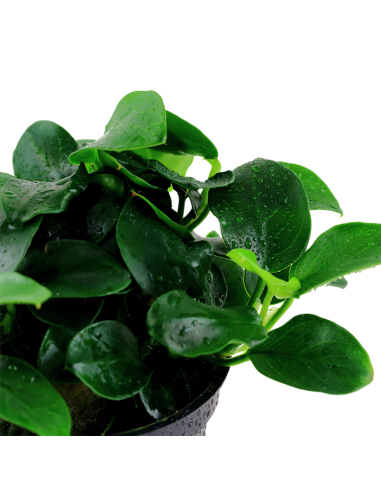 Anubias barteri 'Petite' en pot