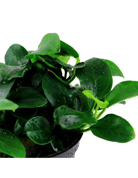 Anubias barteri 'Petite' en pot