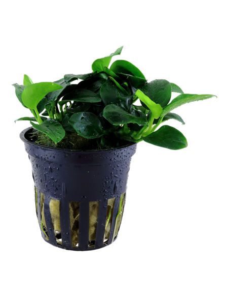 Anubias barteri 'Petite' en pot