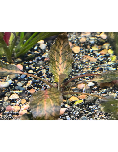 Cryptocoryne nurii - Invitro
