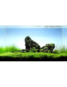 Eleocharis parvula 2