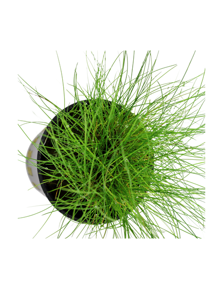 Eleocharis parvula
