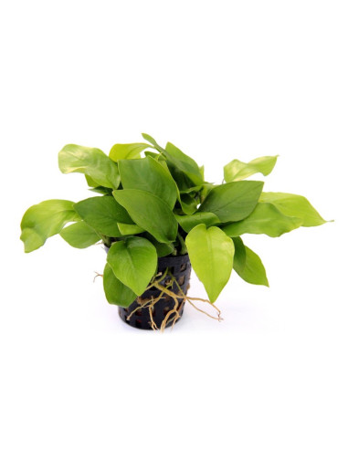 Anubias barteri var. nana Gold en pot