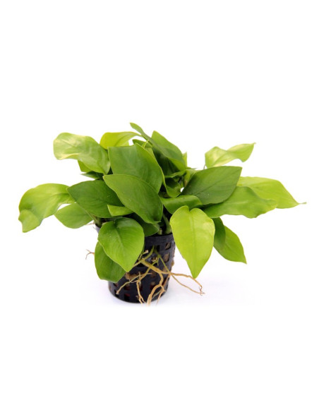 Anubias barteri var. nana Gold en pot
