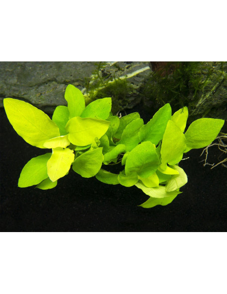 Anubias barteri var. nana Gold en pot