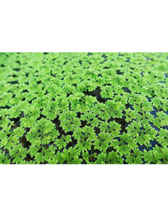 Azolla filiculoides en portion 2