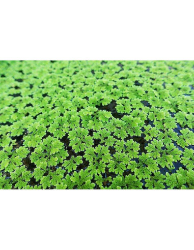 Azolla filiculoides en portion