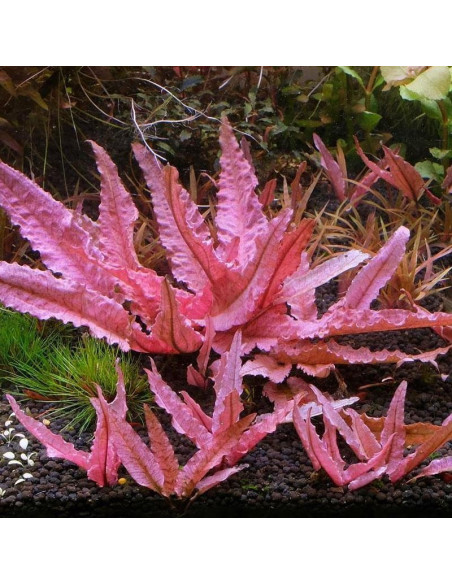 Cryptocoryne sp. 'Flamingo' - Invitro