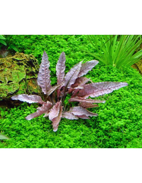 Cryptocoryne sp. 'Flamingo' - Invitro