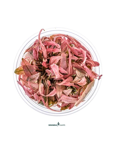 Cryptocoryne sp. 'Flamingo' - Invitro