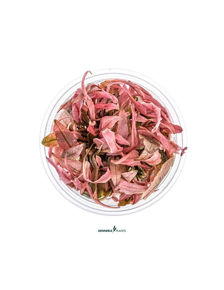 Cryptocoryne sp. 'Flamingo' - Invitro