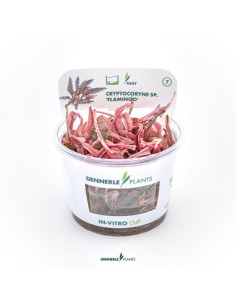 Cryptocoryne sp. 'Flamingo' - Invitro