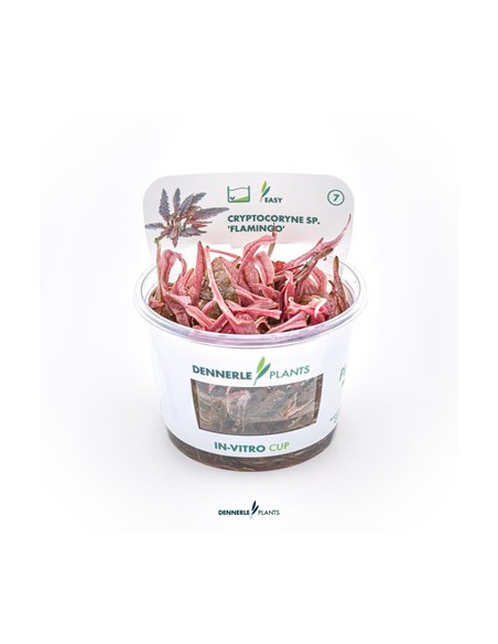 Cryptocoryne sp. 'Flamingo' - Invitro