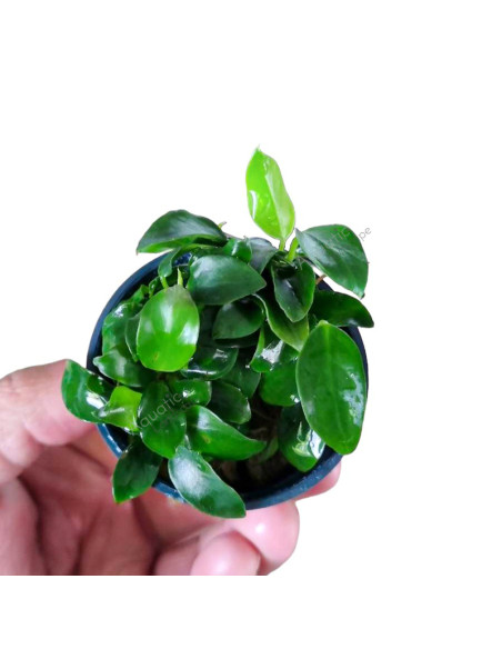 Anubias nana Bonsai en pot