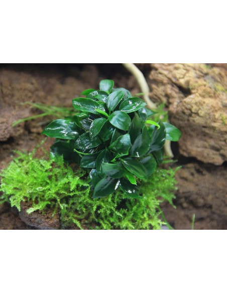 Anubias nana Bonsai en pot