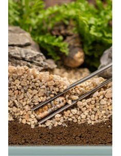 Dennerle Plants - Power Caps x25 pcs 2