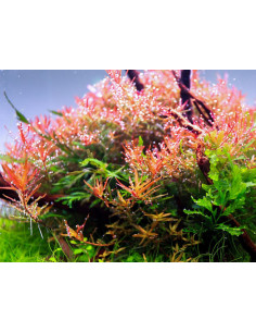 Twinstar Light V Pro 600EA 2