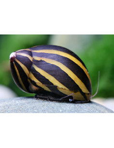 Neritina natalensis (rayé) 1,5 cm
