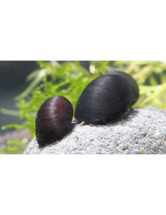 Neritina pulligera (Abalone) 1,5 cm