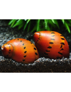 Neritina punctulata (à point) 1,5 cm