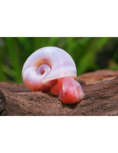Planorbarius corneus Rouge - 0,5 cm ELV