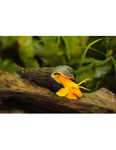 Tylomelania sp. "Pure Orange" 3cm