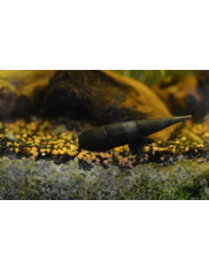 Faunus Ater (Escargot) 3 cm