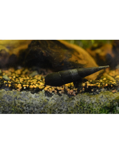 Faunus Ater (Escargot) 3 cm