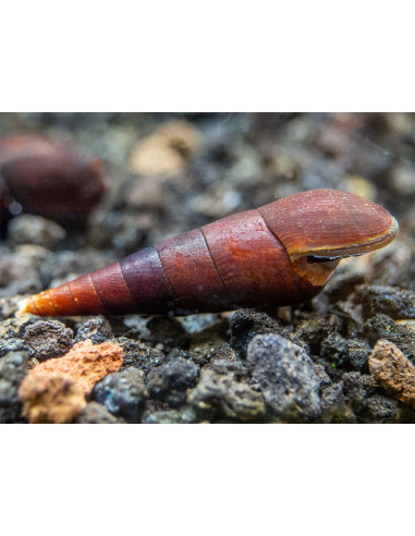 Faunus Ater 'Cappuccino' 3 cm