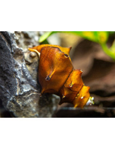 Brotia pagodula (Escargot) 2 cm