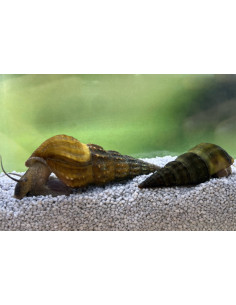 Brotia Herculea (Escargot) 2 cm