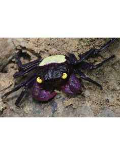 Crabe Vampire Jaune (Geosesarma Species) 2 cm