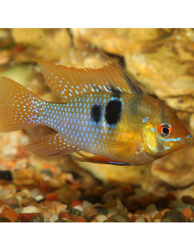 JBL - ProNovo Cichlid Grano S 100ml Click