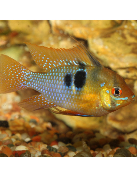 JBL - ProNovo Cichlid Grano S 100ml Click