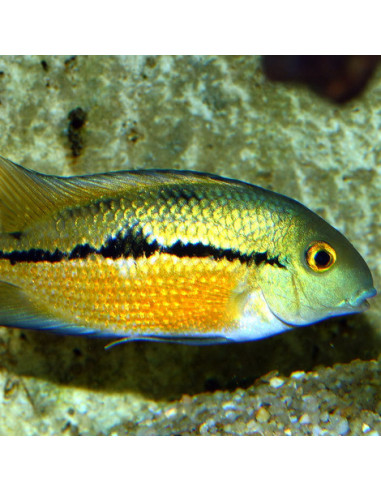 JBL - ProNovo Cichlid Grano M 250ml Click