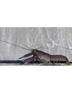 Ecrevisse Cherax Wagenknechtae -  5-5,5 cm