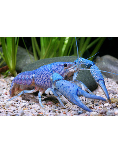 Ecrevisse Procambarus alleni bleue 4-4,5 cm