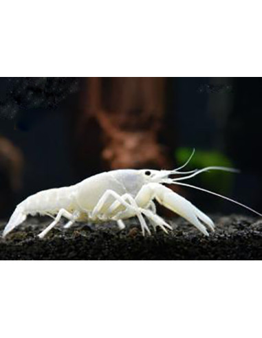 Ecrevisse Procambarus alleni White 4-4,5 cm